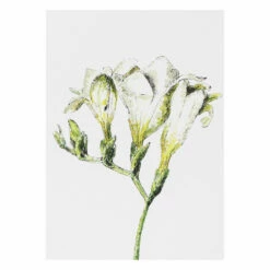 Toasted Crumpet ‘Botanicals’ Notecards Mixed Set Of 8 17 Toasted Crumpet ‘Botanicals’ Notecards Mixed Set Of 8 -gifts shop bx03 toasted crumpet botanicals notecards mixed set of 8 8