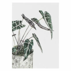 Toasted Crumpet ‘Greenery’ Notecards Mixed Set Of 8 -gifts shop bx06 toasted crumpet greenery notecards mixed set of 8 8