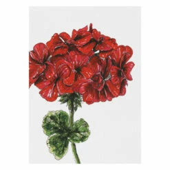 Toasted Crumpet ‘Blooming Marvellous’ Notecards Mixed Set Of 8 -gifts shop bx10 toasted crumpet blooming marvellous notecards mixed set of 8 4